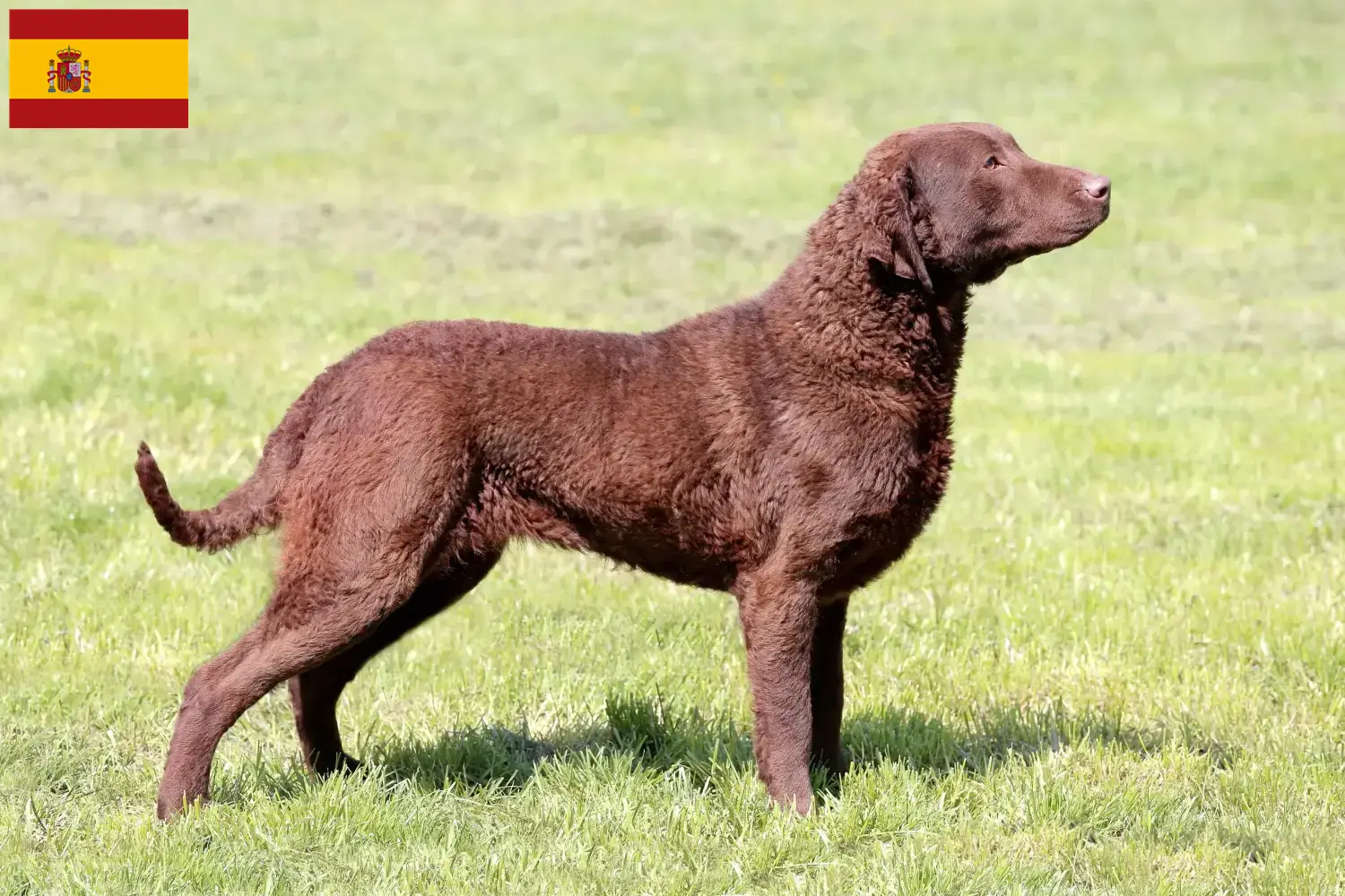 Chesapeake Bay Retriever kiskutyák és tenyésztők Spanyolország Keresse meg a Chesapeake Bay Retriever tenyésztőket Spanyolországban.