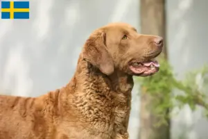 Read more about the article Chesapeake Bay Retriever tenyésztők és kölykök Svédországban