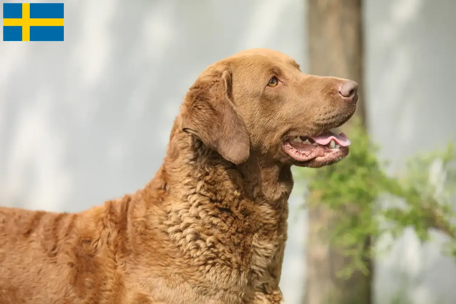 Chesapeake Bay Retriever kölykök és tenyésztők Svédországban Keresse meg a Chesapeake Bay Retriever tenyésztőket Svédországban.