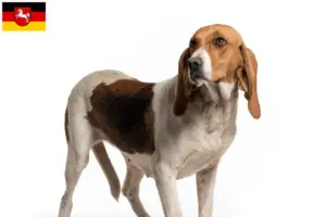 Read more about the article Chien d’Artois tenyésztők és kiskutyák Alsó-Szászországban