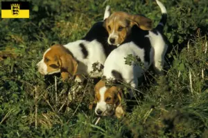 Read more about the article Chien d’Artois tenyésztők és kölykök Baden-Württembergben