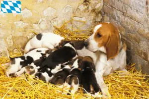 Read more about the article Chien d’Artois tenyésztők és kiskutyák Bajorországban