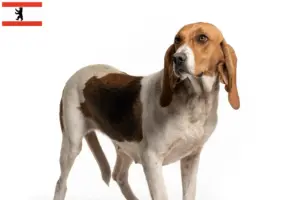 Read more about the article Chien d’Artois tenyésztők és kiskutyák Berlinben