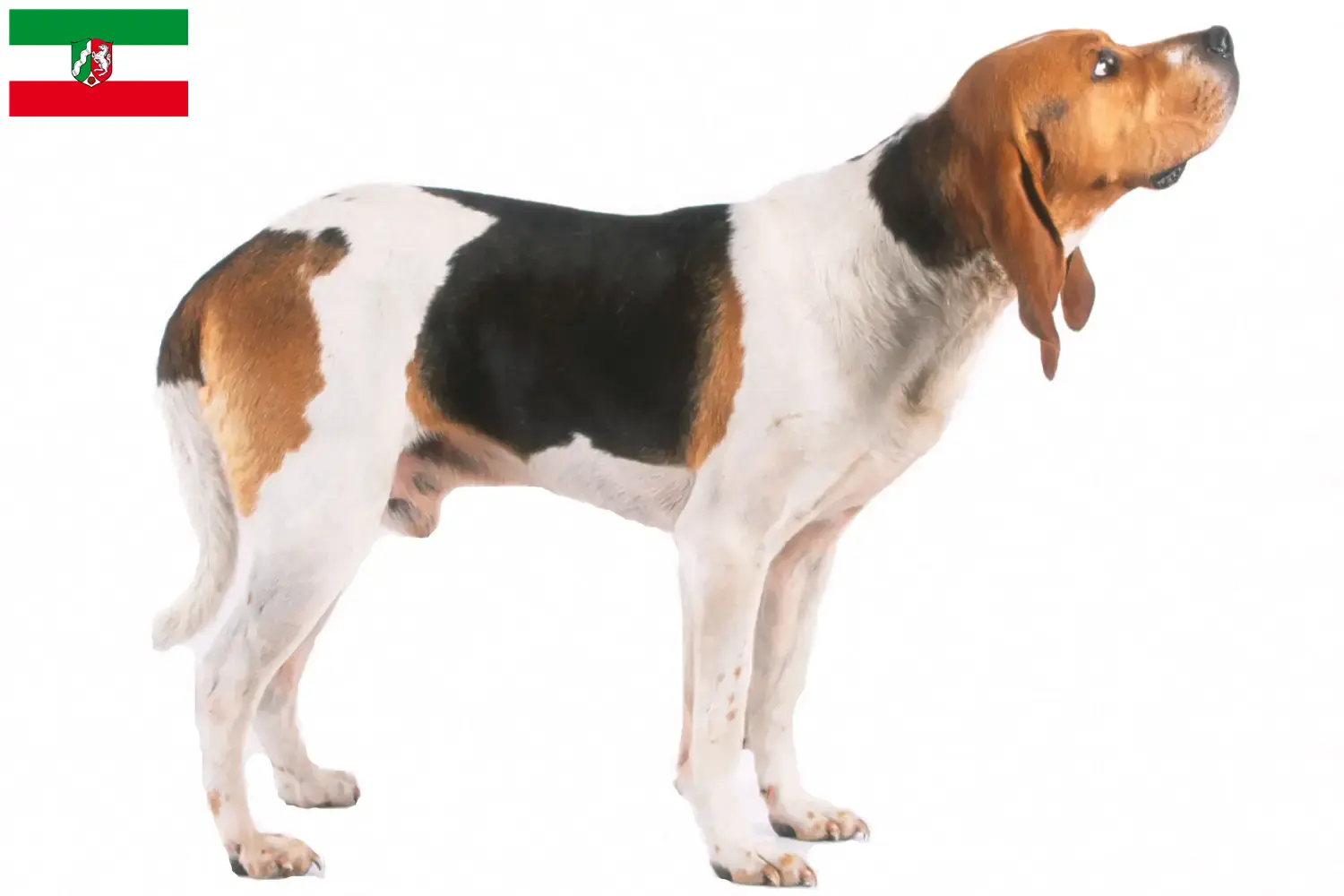 Chien d'Artois kiskutyák és tenyésztők Észak-Rajna-Vesztfália Keresse meg a Chien d'Artois tenyésztőket Észak-Rajna-Vesztfália területén.