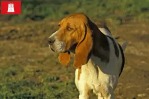 Read more about the article Chien d’Artois tenyésztők és kölykök Hamburgban