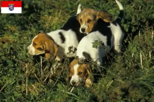 Read more about the article Chien d’Artois tenyésztők és kiskutyák Hessenben