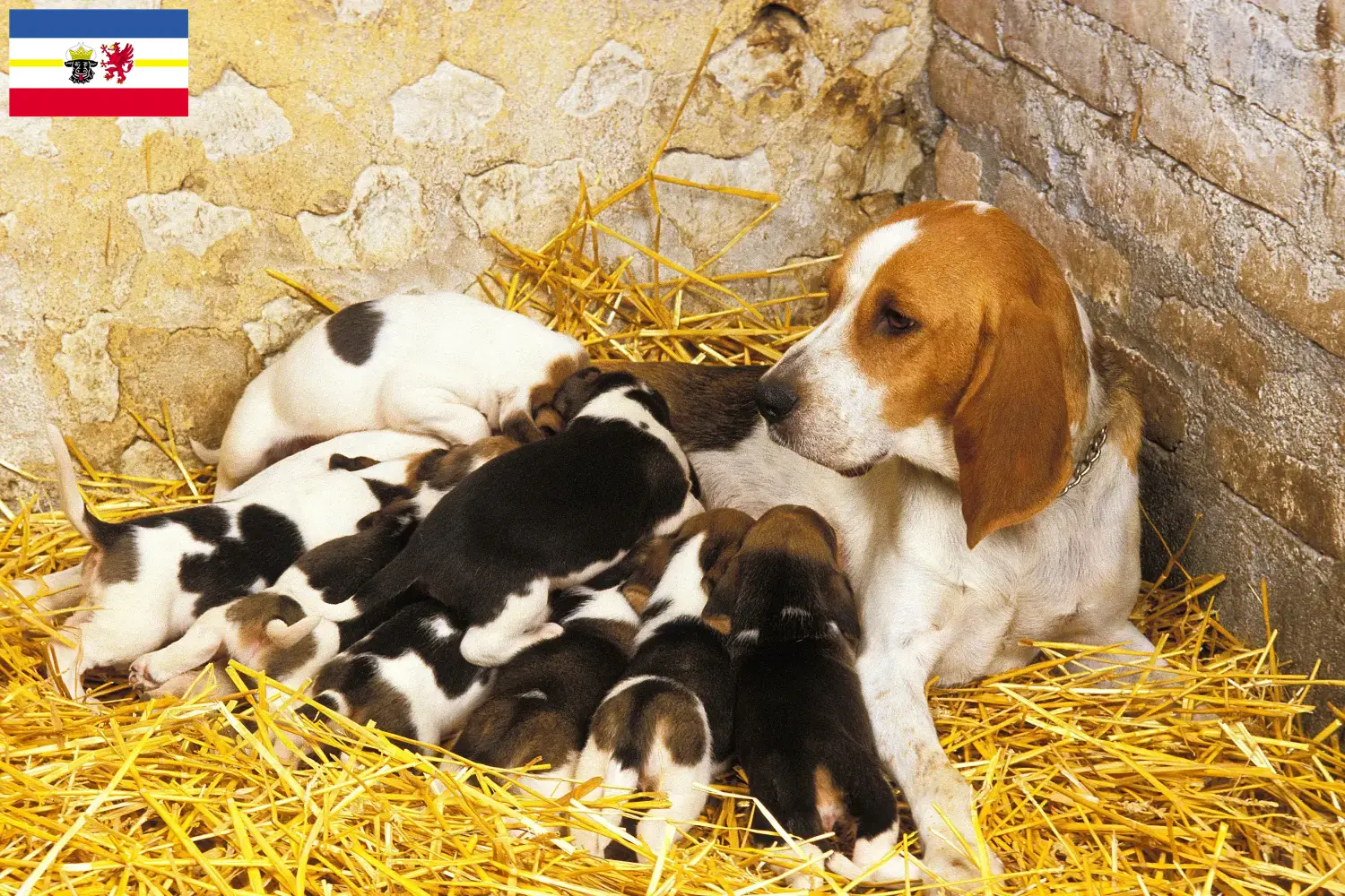 Read more about the article Chien d’Artois tenyésztők és kiskutyák Mecklenburg-Elő-Pomeránia tartományban