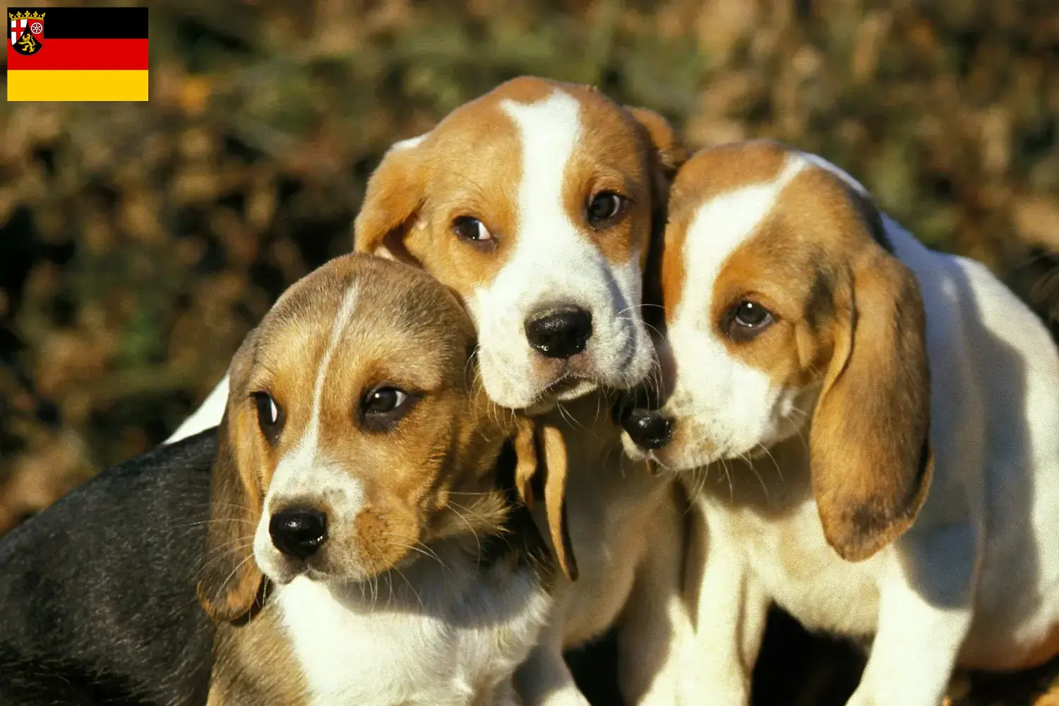 Chien d'Artois kiskutyák és tenyésztők Rajna-vidék-Pfalz Találd meg a Chien d'Artois tenyésztőket Rajna-vidék-Pfalzban.
