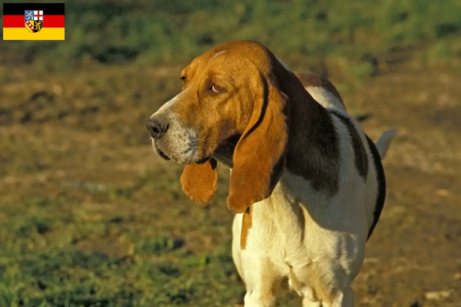 Chien d'Artois kiskutyák és tenyésztők Saar-vidék Itt megtalálja a Saar-vidéki Chien d'Artois tenyésztőket.