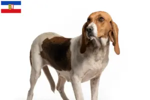 Read more about the article Chien d’Artois tenyésztők és kiskutyák Schleswig-Holstein tartományban
