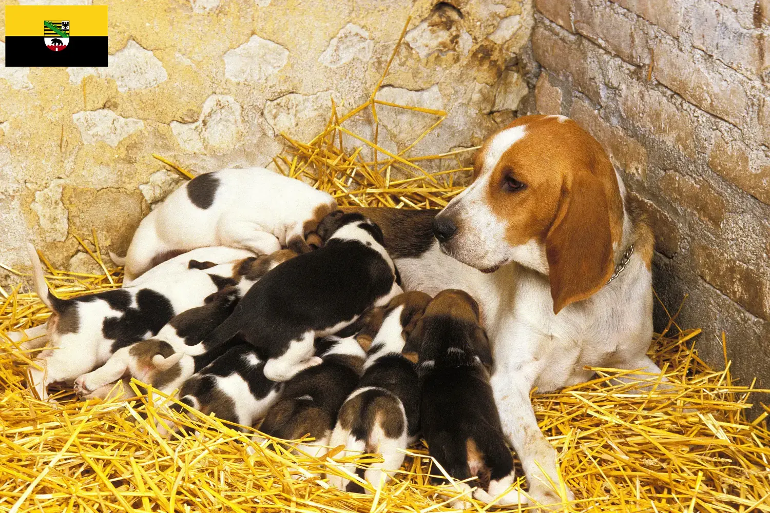 Read more about the article Chien d’Artois tenyésztők és kiskutyák Szász-Anhaltban