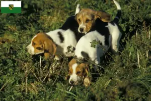 Read more about the article Chien d’Artois tenyésztők és kiskutyák Szászországban