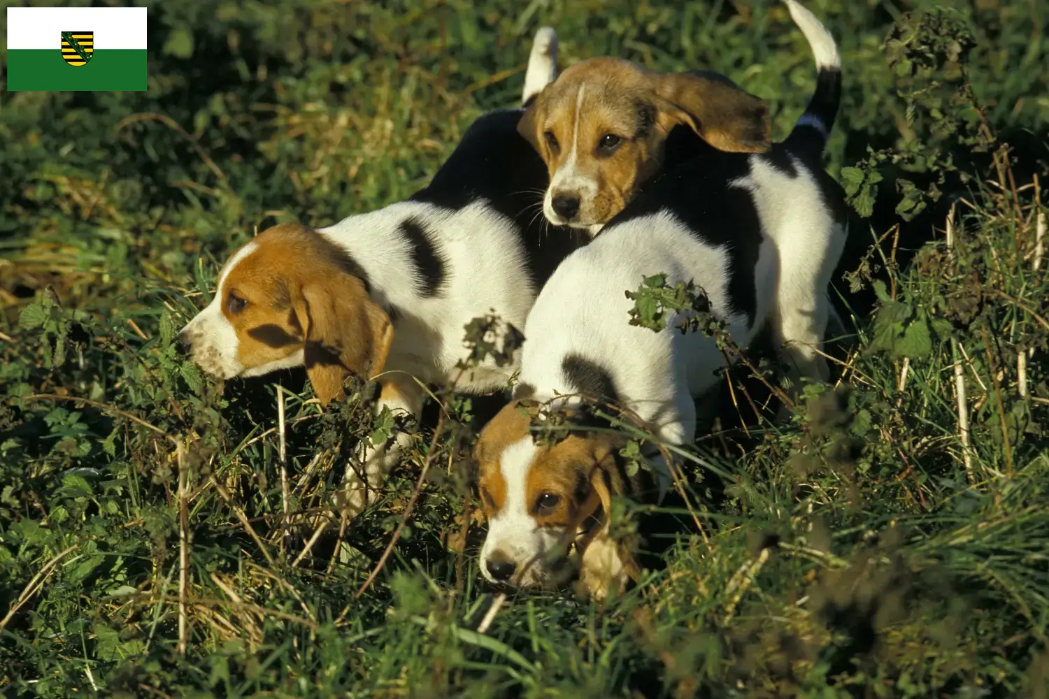 Read more about the article Chien d’Artois tenyésztők és kiskutyák Szászországban