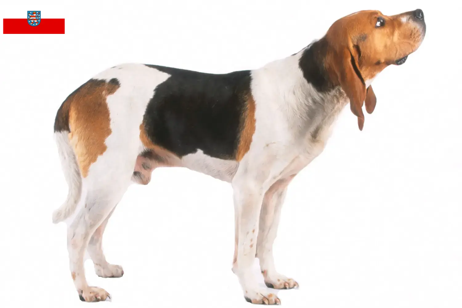 Read more about the article Chien d’Artois tenyésztők és kiskutyák Türingiában