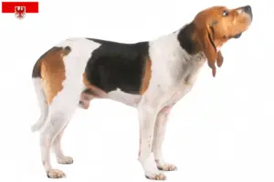 Read more about the article Chien d’Artois tenyésztők és kölykök Brandenburgban