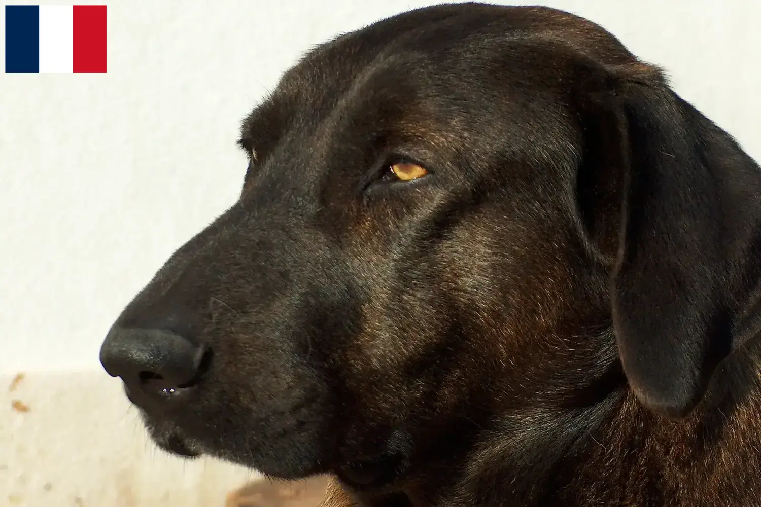Chien de Castro Laboreiro kiskutyák és tenyésztők Franciaország Itt megtalálja a Chien de Castro Laboreiros tenyésztőit Franciaországban.