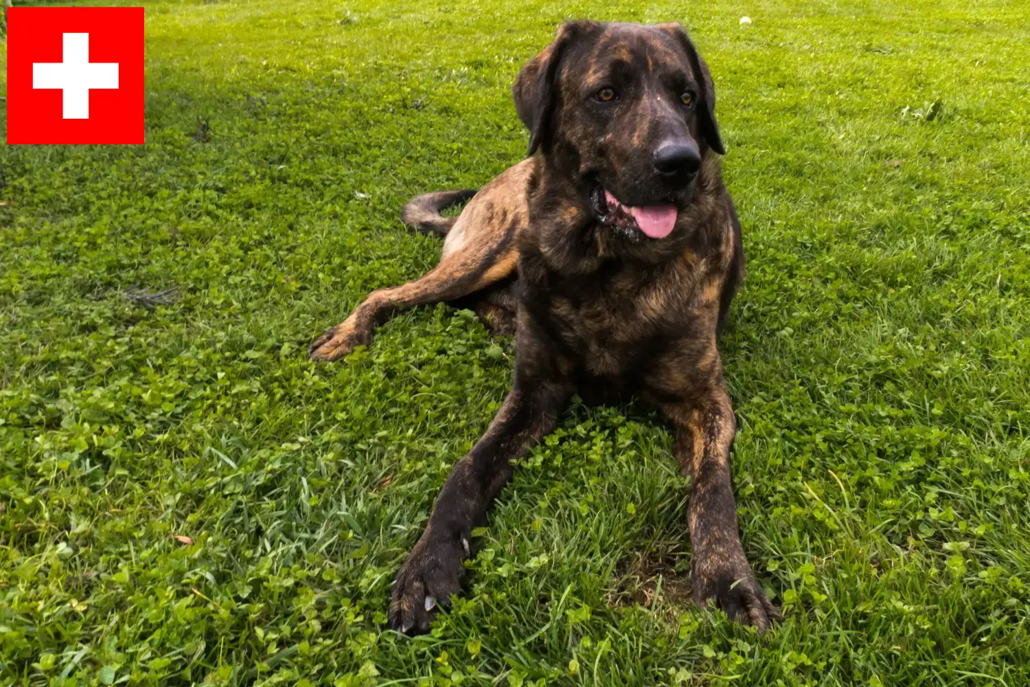 Chien de Castro Laboreiro kölykök és tenyésztők Svájcban Itt megtalálja a Chien de Castro Laboreiros tenyésztőket Svájcban.