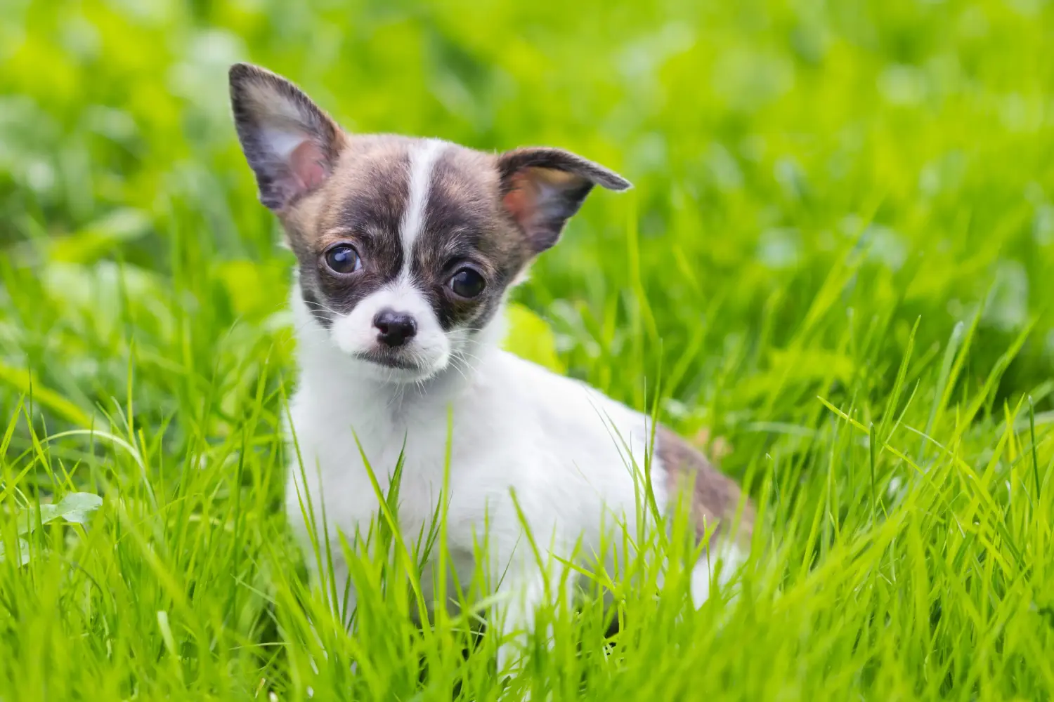 Chihuahua kölyökkutya vásárlása felelősségvállalást jelent! Chihuahua kölyökkutyák vásárlása.