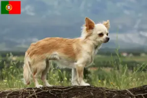 Read more about the article Chihuahua tenyésztők és kölykök Portugáliában