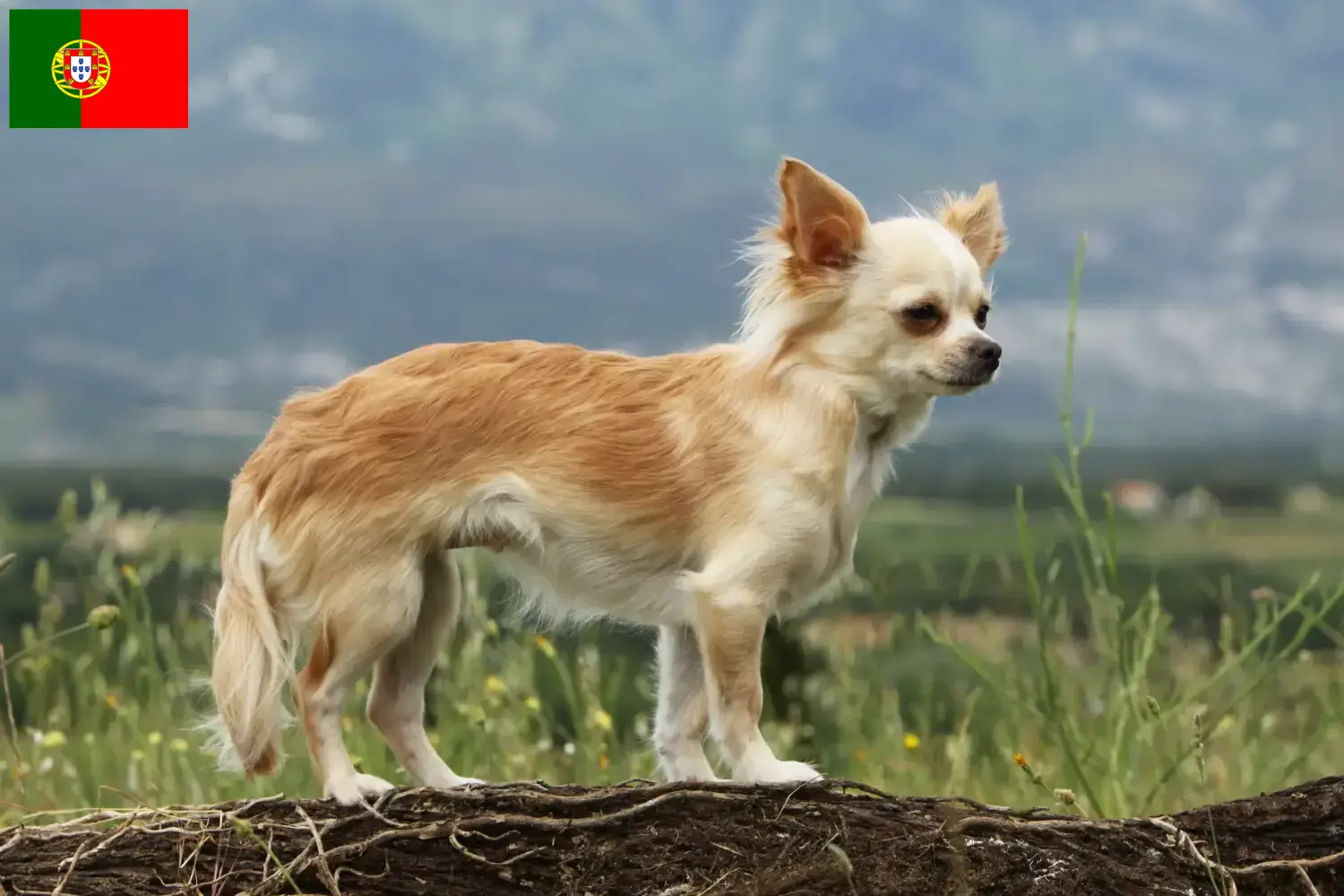 Chihuahua kölykök és tenyésztők Portugália Itt találhatsz Chihuahua tenyésztőket Portugáliában.