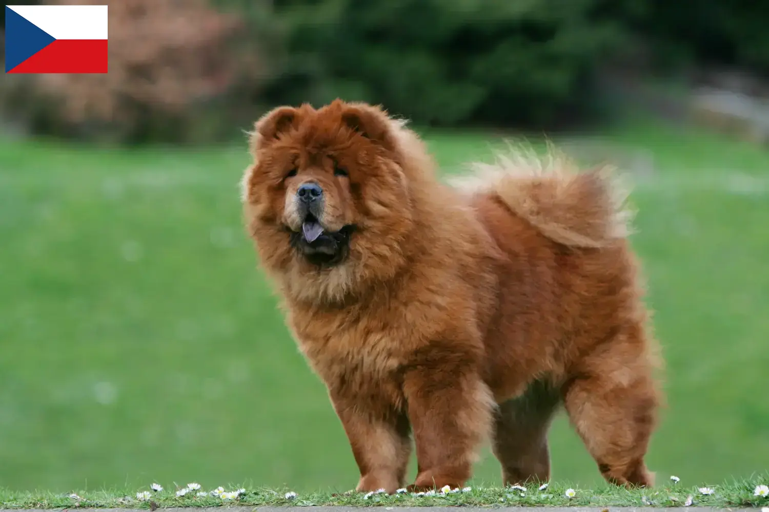 Chow-Chow kiskutyák és tenyésztők Csehország Itt megtalálja a Chow-Chow tenyésztőket Csehországban.