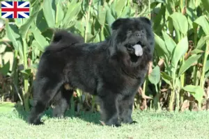 Read more about the article Chow Chow tenyésztők és kiskutyák Nagy-Britanniában