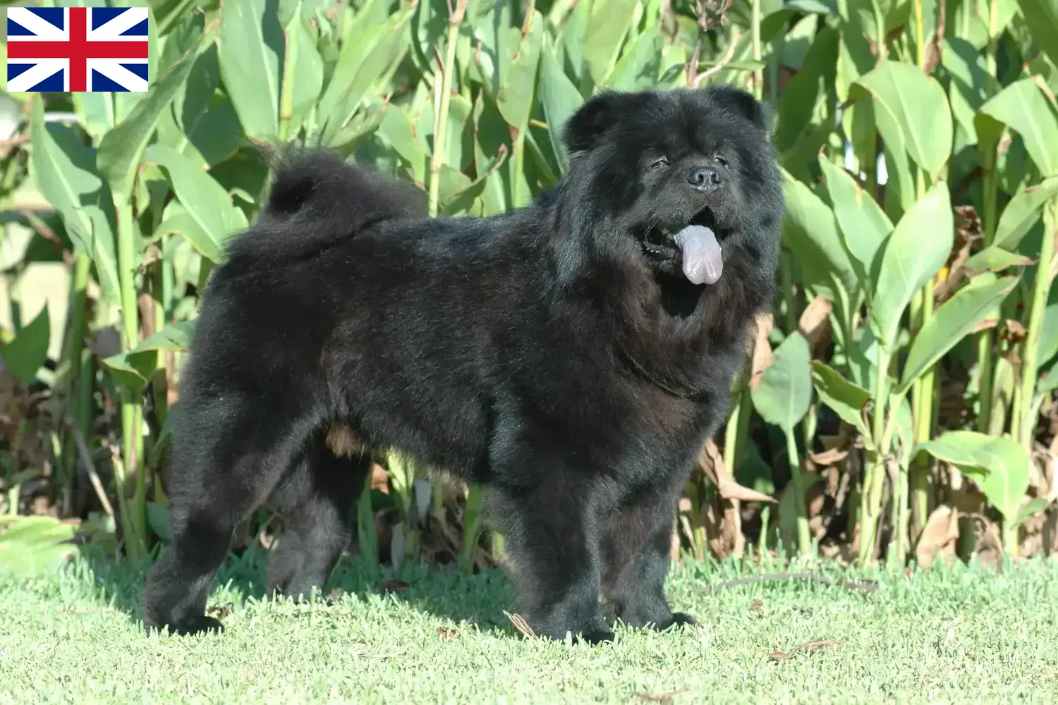 Chow-Chow kiskutyák és tenyésztők Nagy-Britannia Itt találhat Chow-Chow tenyésztőket Nagy-Britanniában.