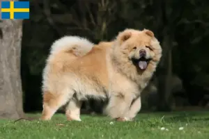 Read more about the article Chow Chow tenyésztők és kiskutyák Svédországban