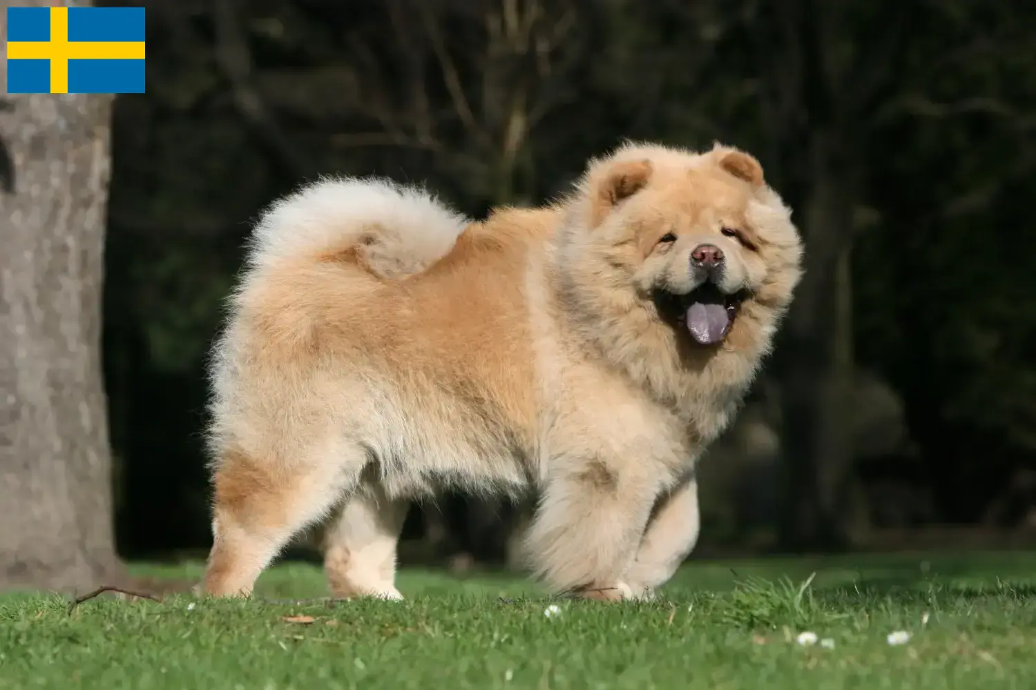 Chow-Chow kiskutyák és tenyésztők Svédországban Itt megtalálja a svédországi Chow-Chow tenyésztőket.