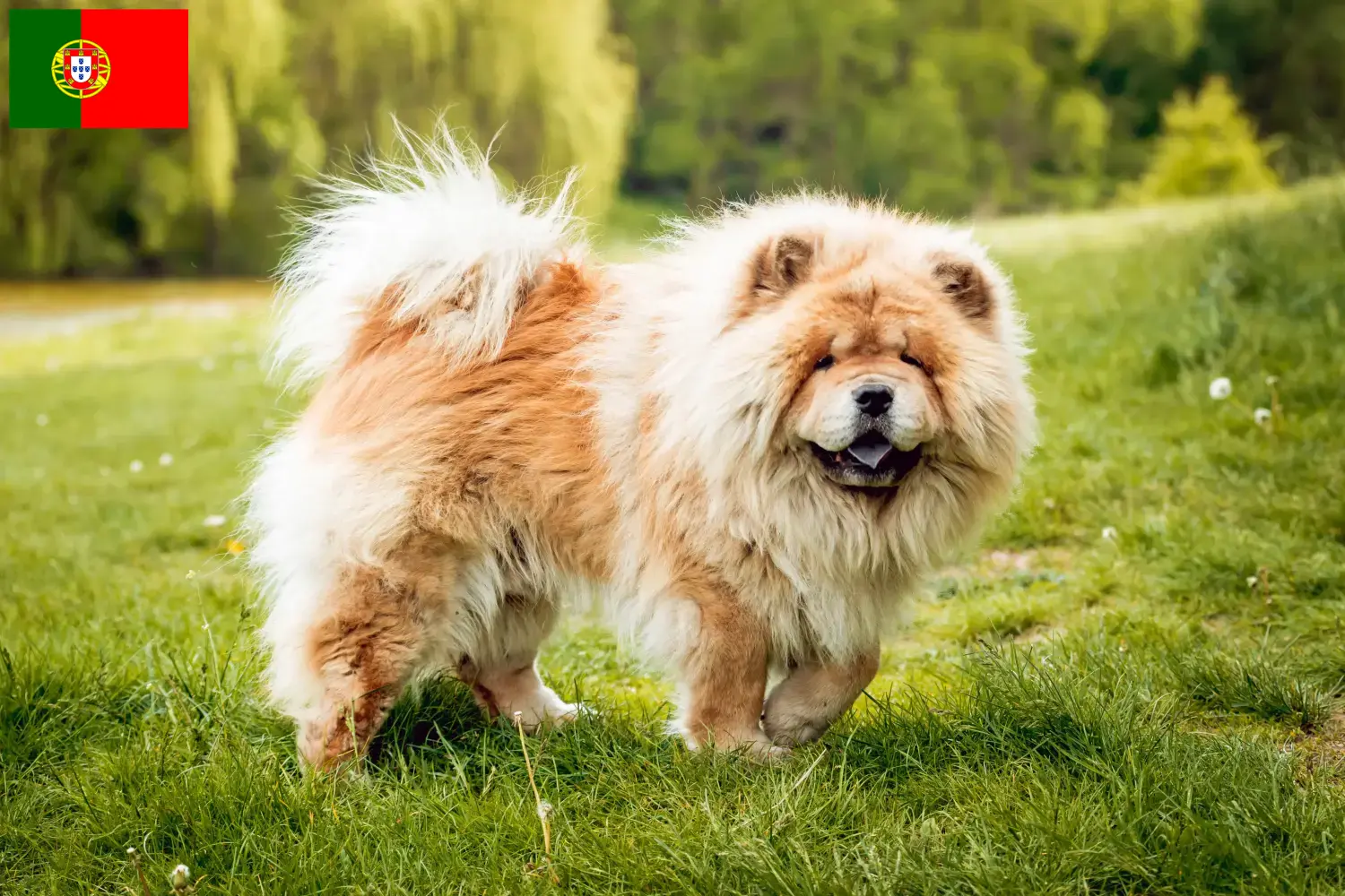 Chow-Chow kiskutyák és tenyésztők Portugália Itt találhat Chow-Chow tenyésztőket Portugáliában.