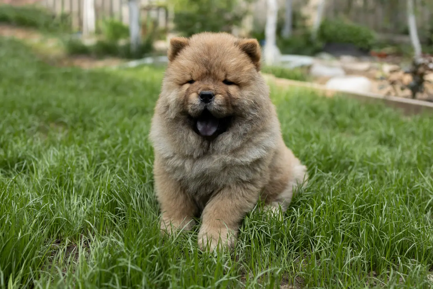 Egy Chow Chow kiskutya megvásárlása felelősségvállalást jelent! Vásároljon Chow Chow Chow kiskutyákat.