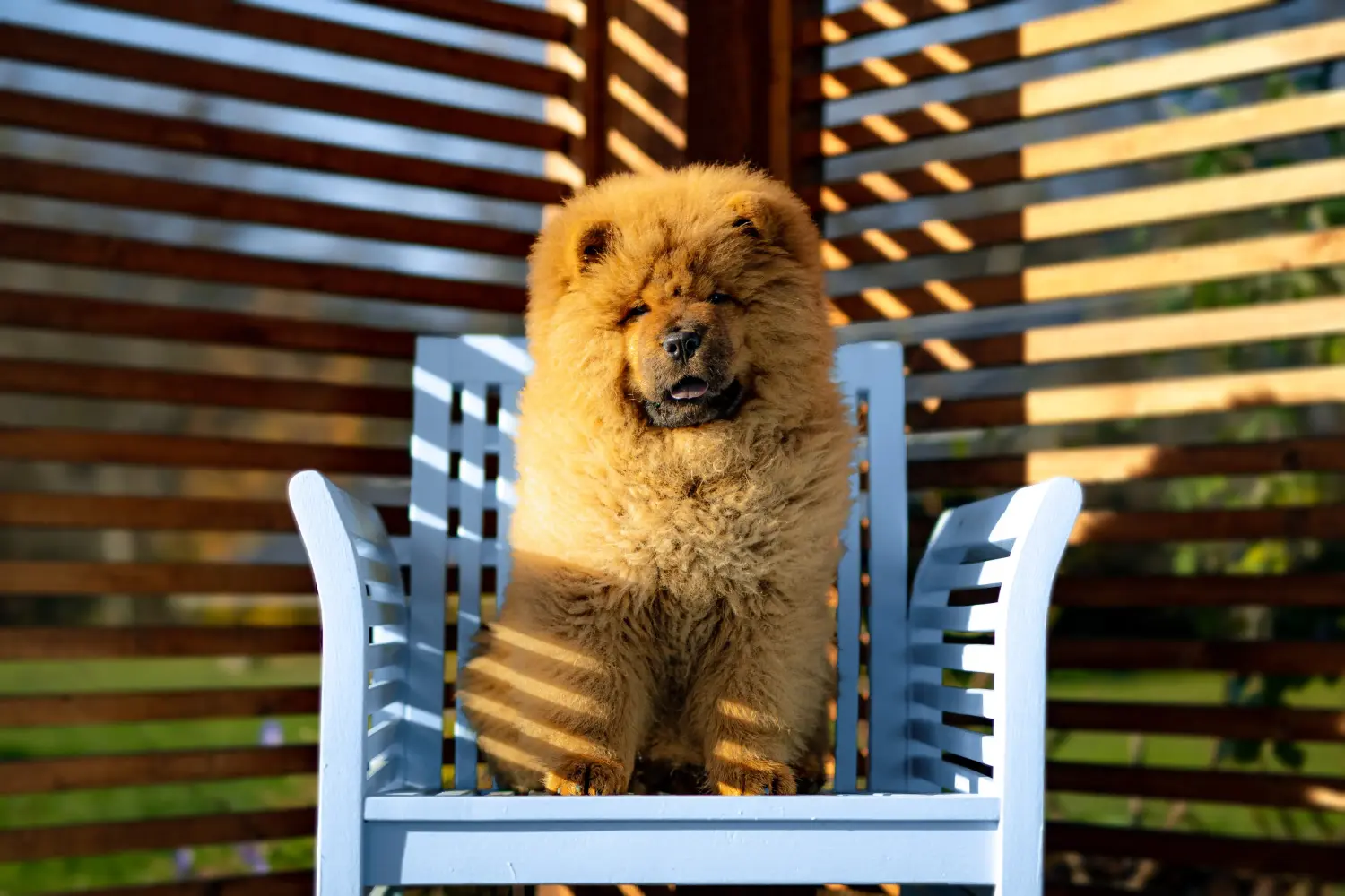 Egy Chow Chow kiskutya megvásárlása felelősségvállalást jelent! Vásároljon Chow Chow Chow kiskutyákat.