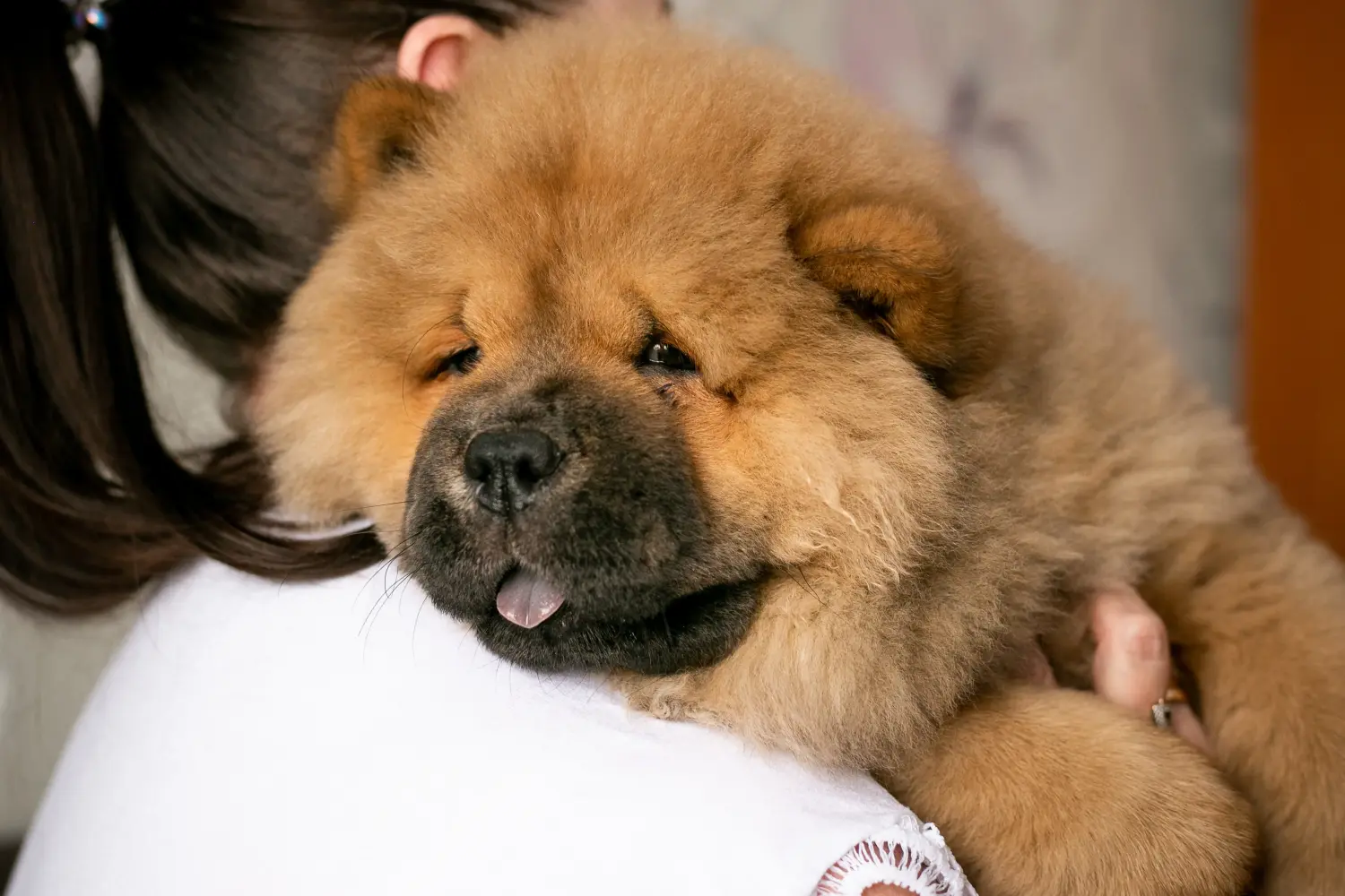Egy Chow Chow kiskutya megvásárlása felelősségvállalást jelent! Vásároljon Chow Chow Chow kiskutyákat.