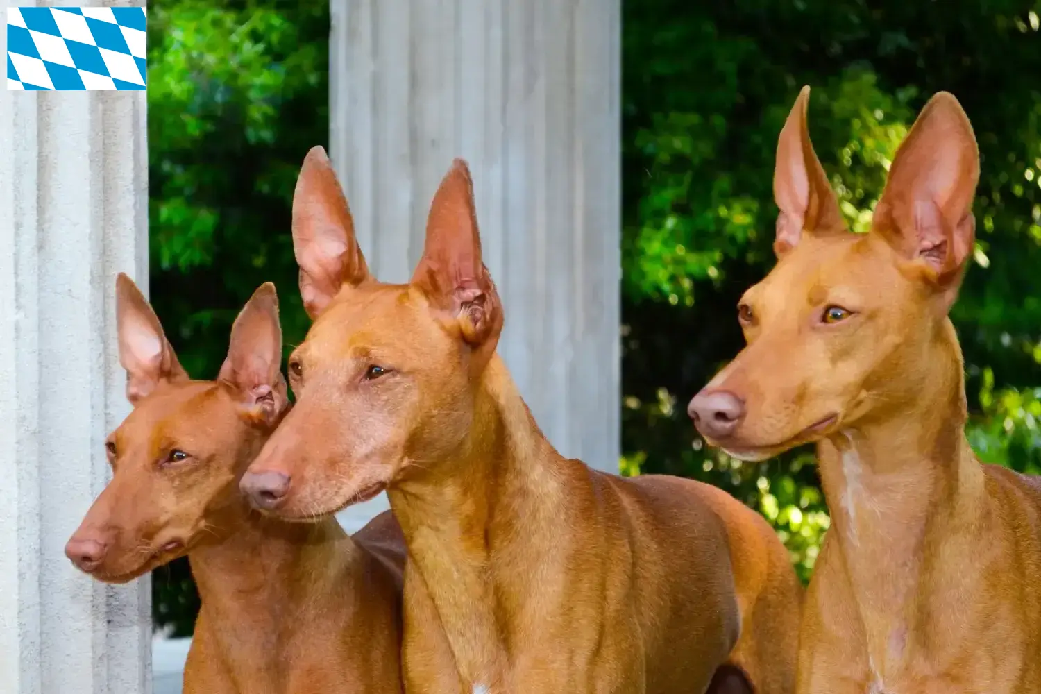 Cirneco dell' Etna kölyökkutyák és tenyésztők Bajorországban Itt találja a Cirneco dell' Etnas tenyésztőket Bajorországban.