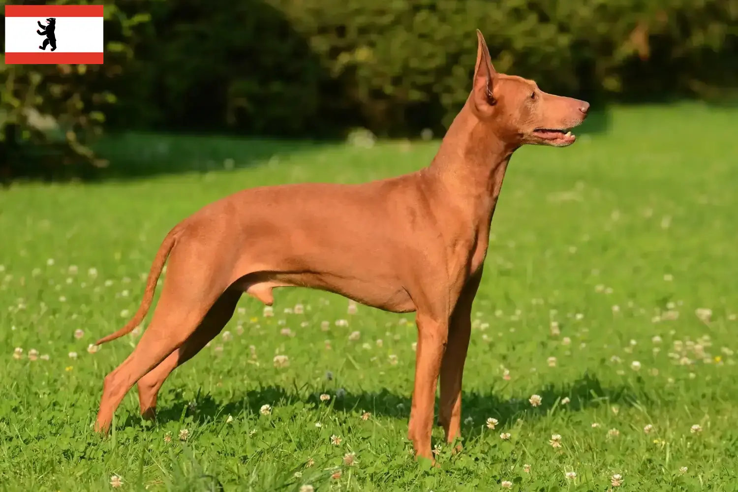Read more about the article Cirneco dell’ Etna tenyésztők és kiskutyák Berlinben