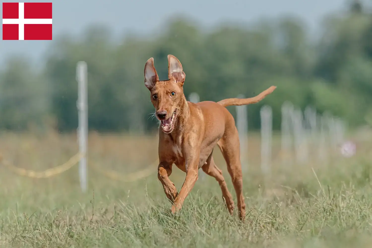 Cirneco dell' Etna kiskutyák és tenyésztők Dánia Itt megtalálja a dániai Cirneco dell' Etnas tenyésztőket.