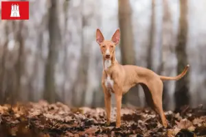 Read more about the article Cirneco dell’ Etna tenyésztők és kiskutyák Hamburgban