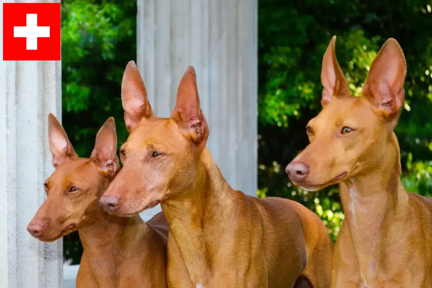 Cirneco dell' Etna kiskutyák és tenyésztők Svájc Itt megtalálja a Cirneco dell' Etnas tenyésztőit Svájcban.