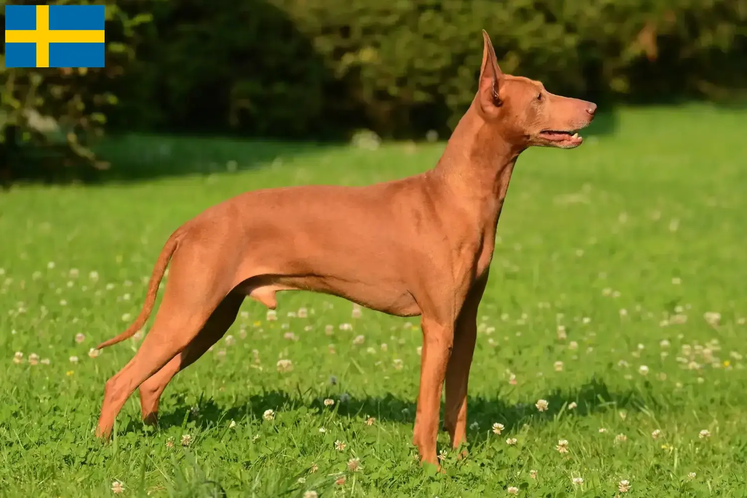 Cirneco dell' Etna kölyökkutyák és tenyésztők Svédországban Itt megtalálja a svédországi Cirneco dell' Etnas tenyésztőket.