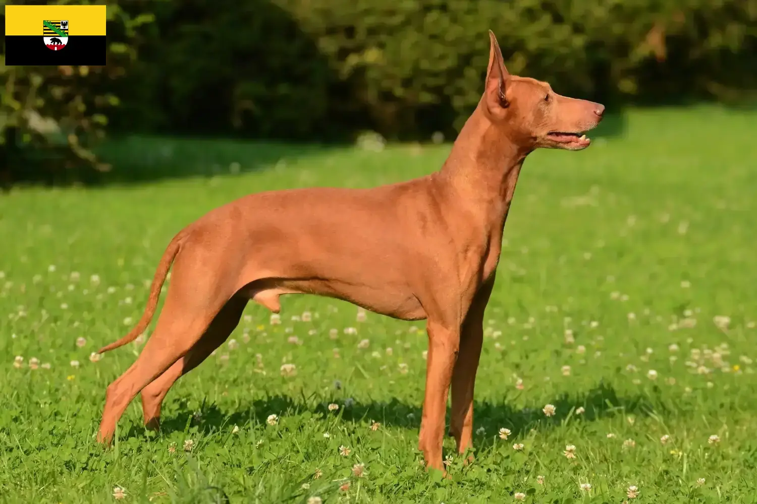 Read more about the article Cirneco dell’ Etna tenyésztők és kiskutyák Szász-Anhaltban