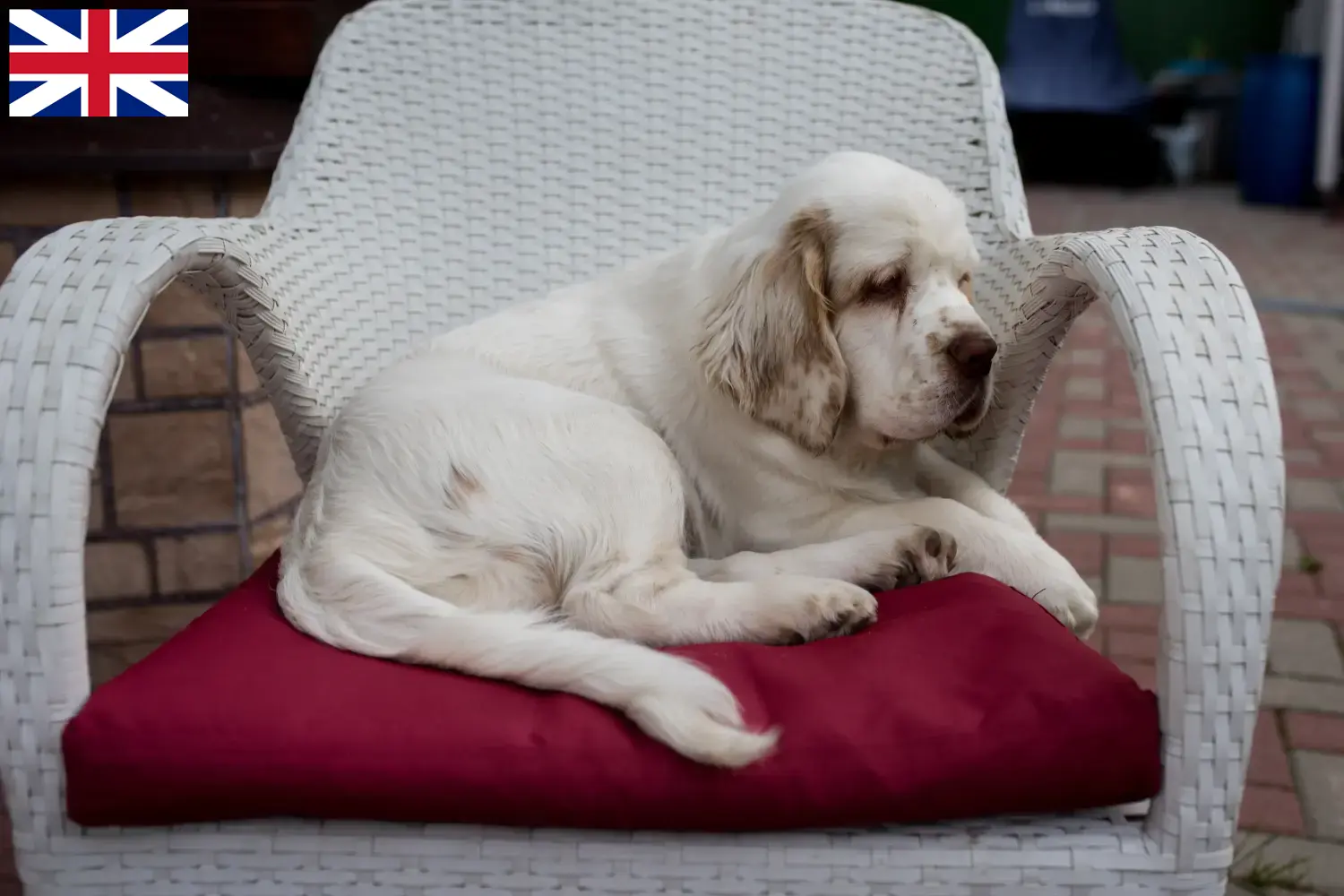 Clumber spániel kiskutyák és tenyésztők Nagy-Britannia Itt találja meg a Clumber Spaniels tenyésztőit az Egyesült Királyságban.