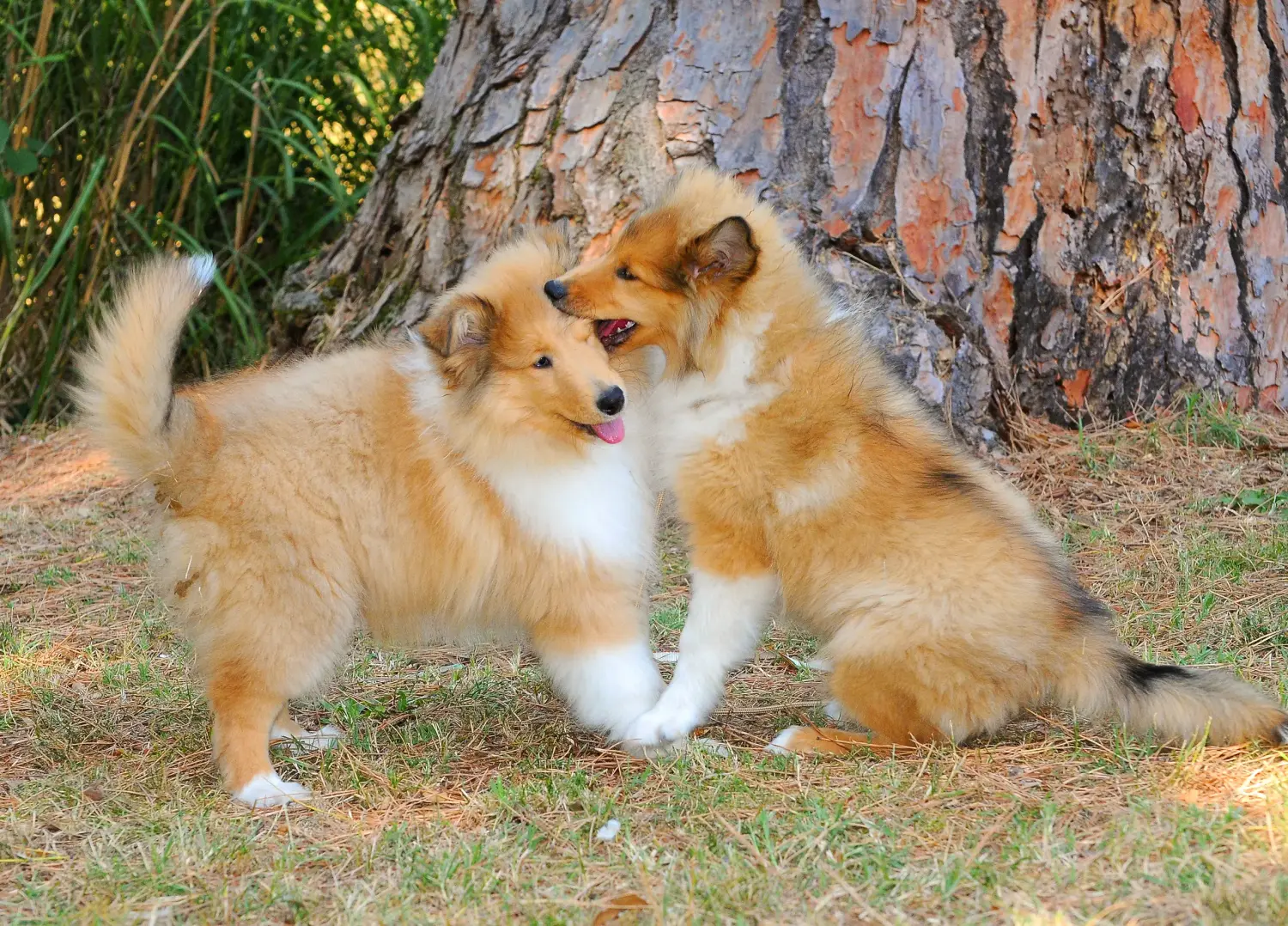 Egy collie kölyökkutya megvásárlása felelősségvállalást jelent! Collie kiskutyák vásárlása.