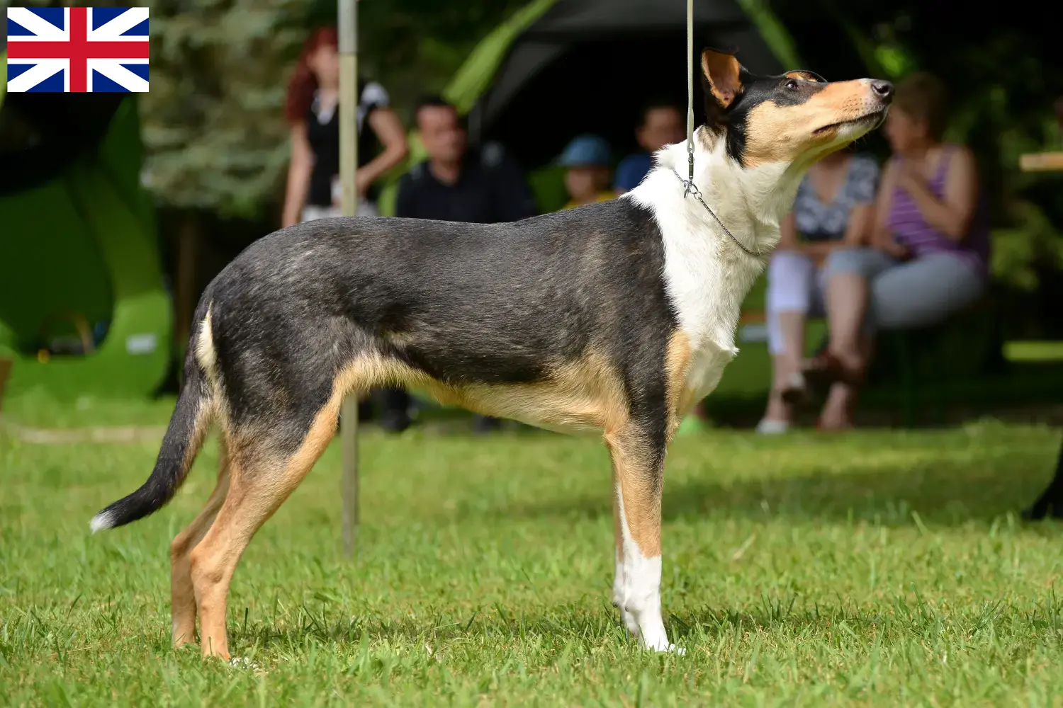 Read more about the article Collie tenyésztők és kiskutyák Nagy-Britanniában