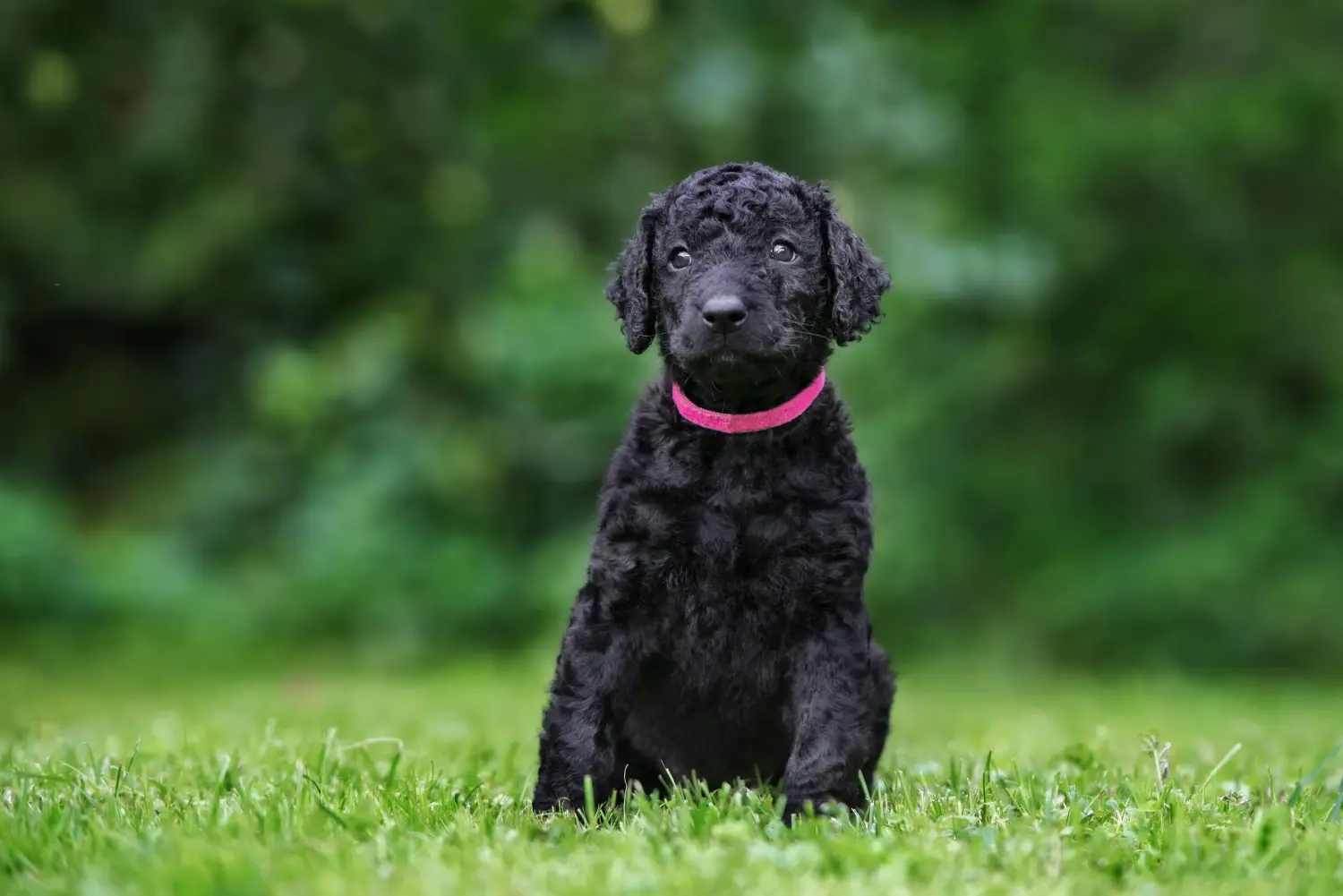 Egy Curly Coated Retriever kiskutya megvásárlása felelősségvállalást jelent! Curly Coated Retriever kiskutyák vásárlása.