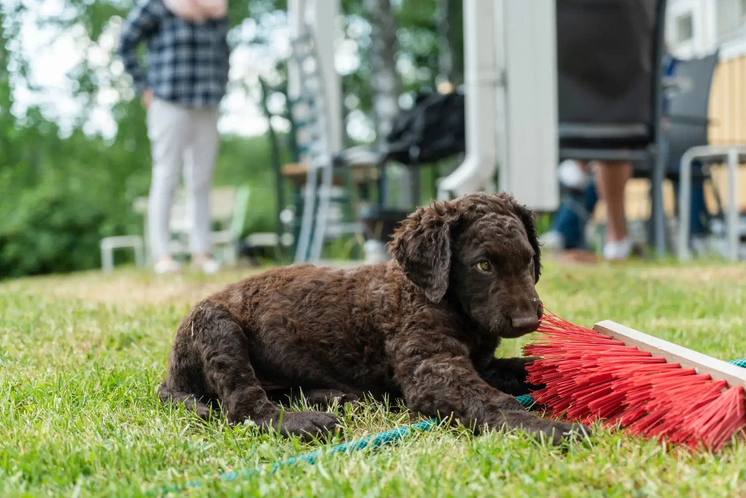 Egy Curly Coated Retriever kiskutya megvásárlása felelősségvállalást jelent! Curly Coated Retriever kiskutyák vásárlása.