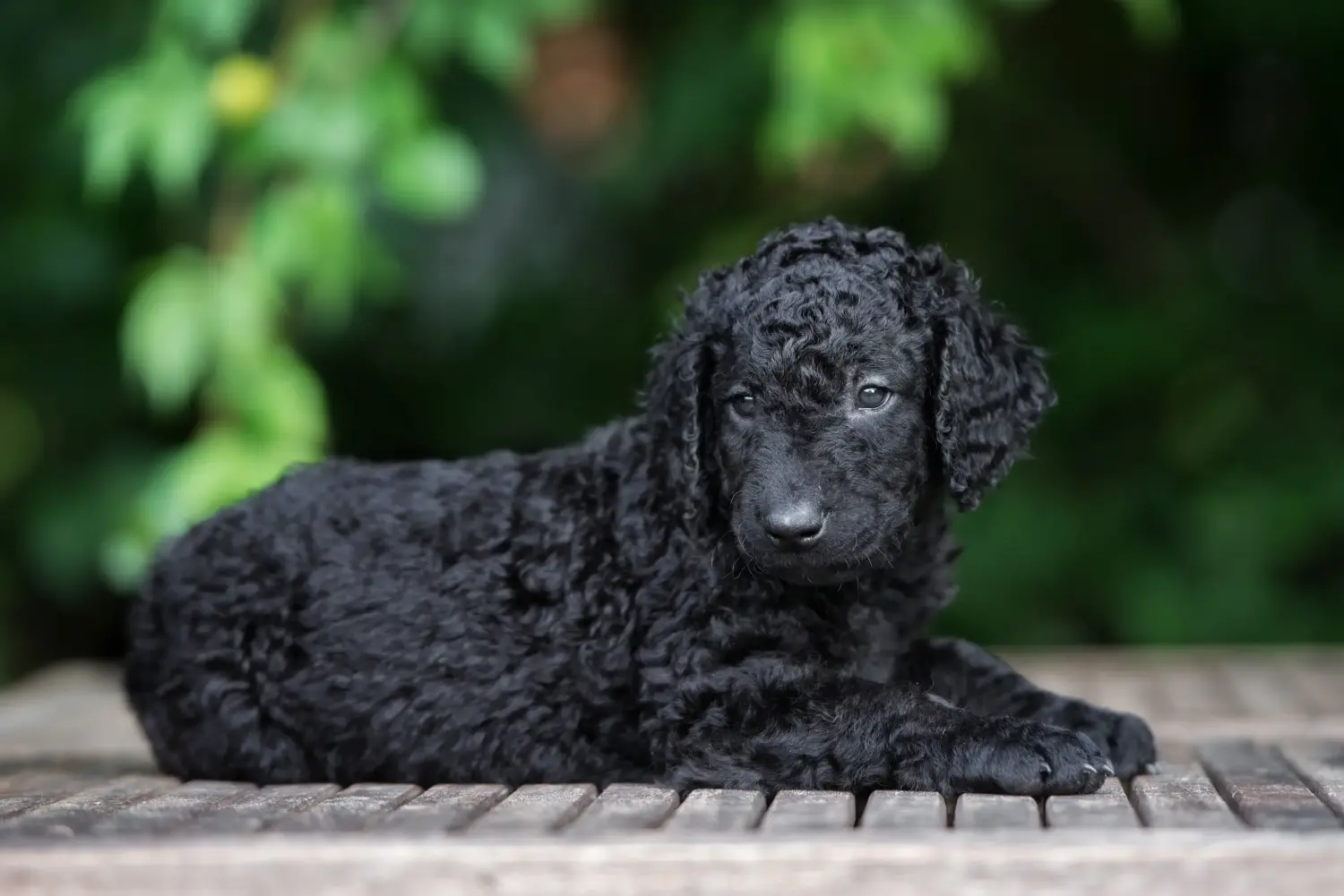 Egy Curly Coated Retriever kiskutya megvásárlása felelősségvállalást jelent! Curly Coated Retriever kiskutyák vásárlása.