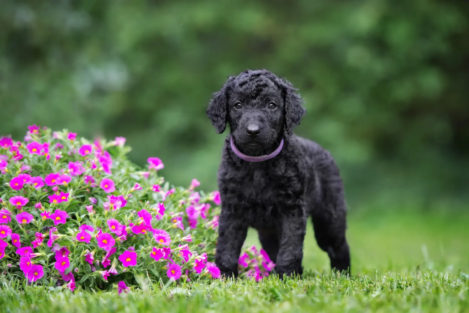 Egy Curly Coated Retriever kiskutya megvásárlása felelősségvállalást jelent! Curly Coated Retriever kiskutyák vásárlása.