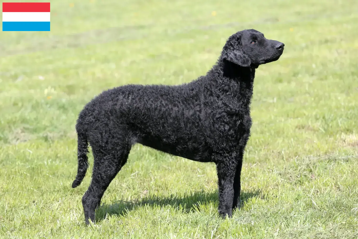 Curly Coated Retriever kiskutyák és tenyésztők Luxemburg Keress Curly Coated Retriever tenyésztőket Luxemburg területén.