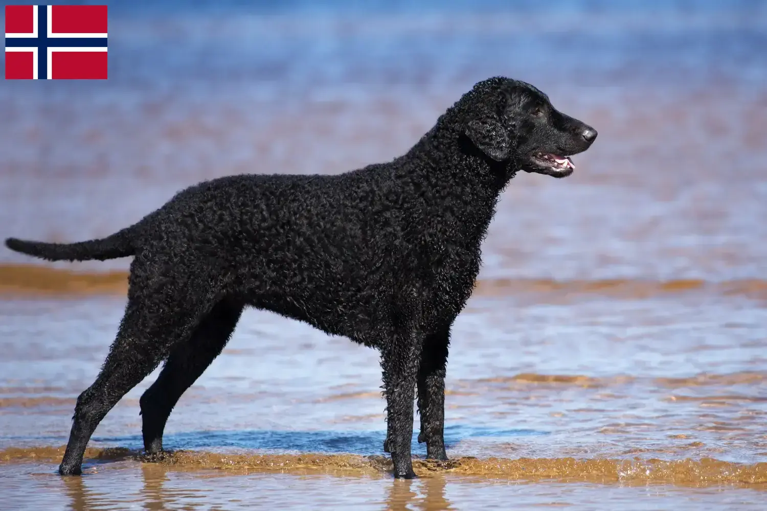 Curly Coated Retriever kiskutyák és tenyésztők Norvégia Itt találhatsz göndörkabátos retriever tenyésztőket Norvégiában.