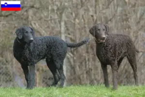 Read more about the article Curly Coated Retriever tenyésztők és kölykök Szlovéniában